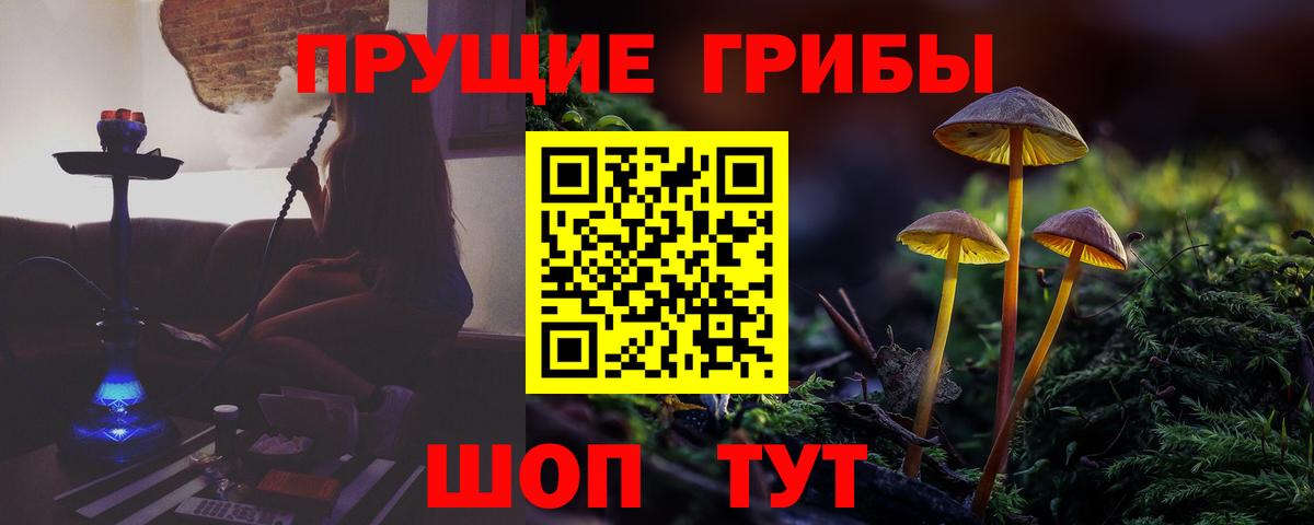 Камышин  где найти   Вход с VPN  Псилоцибиновые грибы Cubensis 